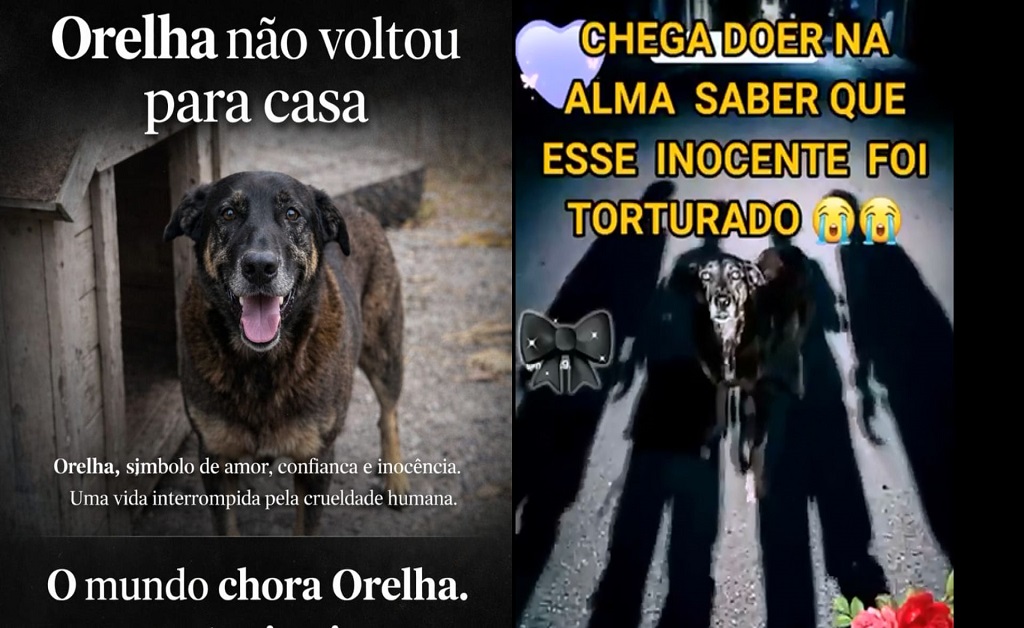 “Cachorro Orelha, vítima de maus-tratos, símbolo da luta por justiça animal no Brasil”